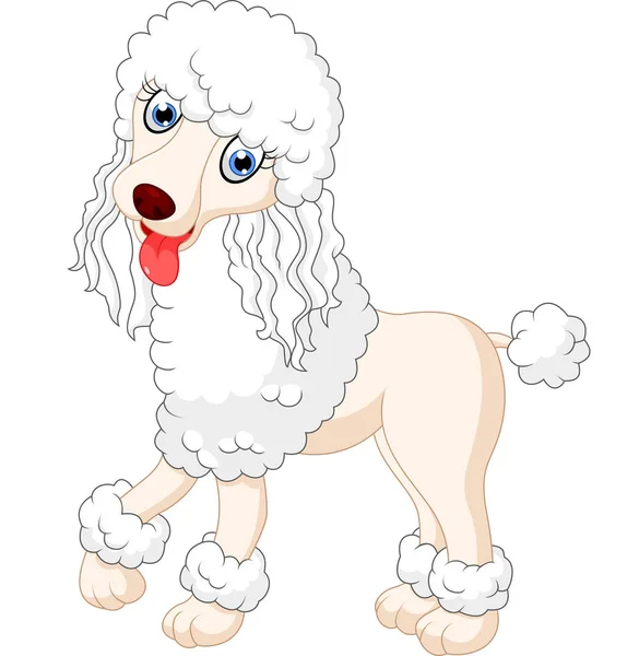 Mignon chien caniche — Image vectorielle