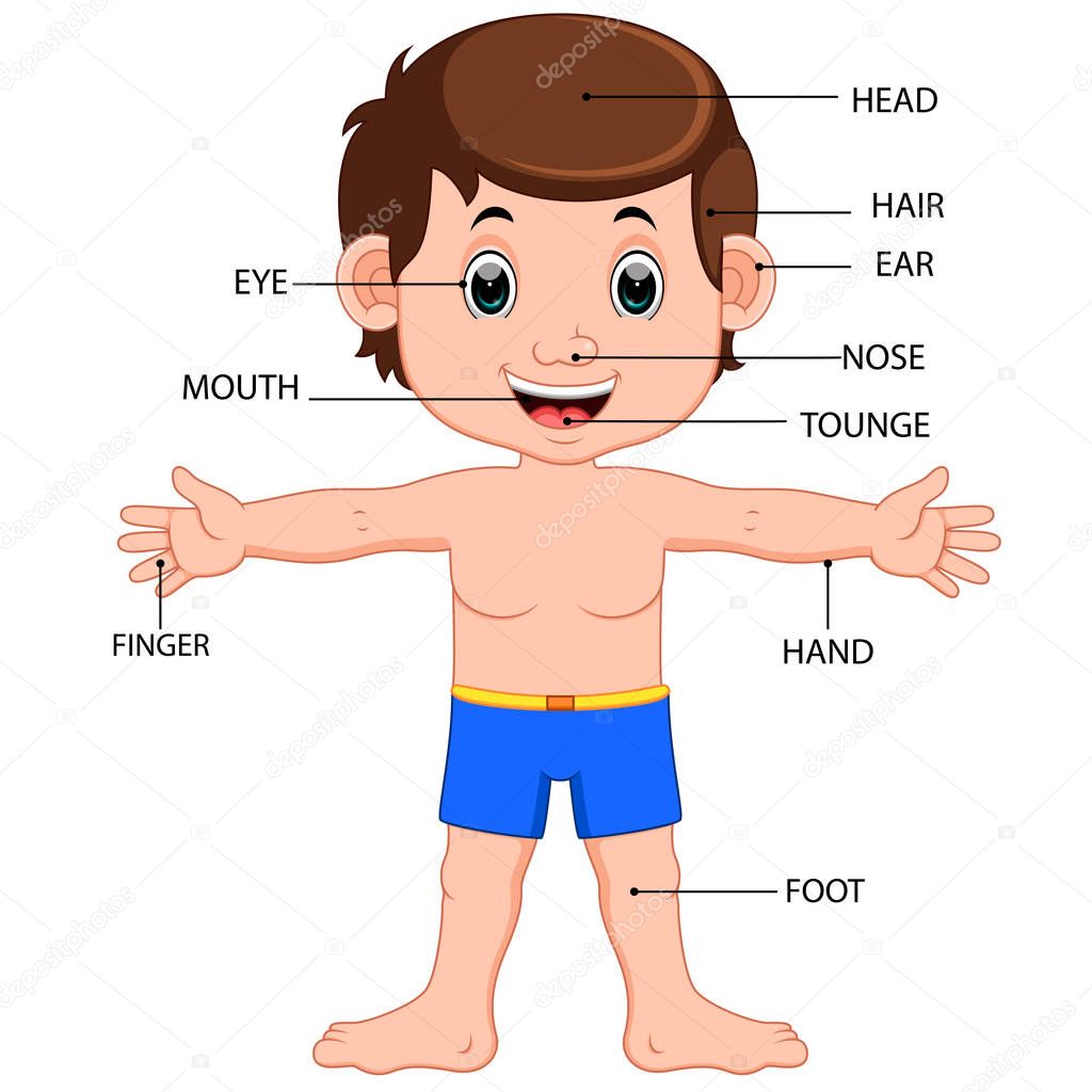 Diagrama de partes del cuerpo del muchacho poster ...