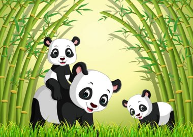 Bambu ormandaki iki sevimli panda