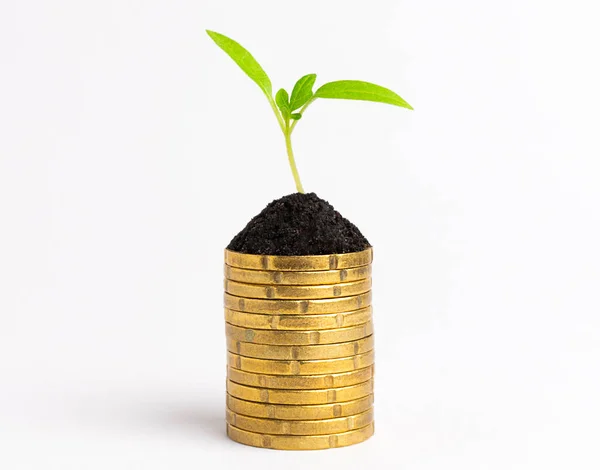Dinheiro Cresce Conceito Pilha Moedas Ouro Com Broto Verde Crescente — Fotografia de Stock