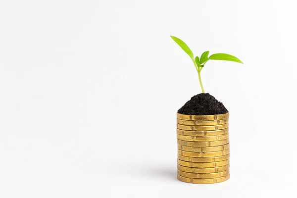 Money Grow Concept Stack Golden Coins Growing Green Sprout White — Stock Photo, Image