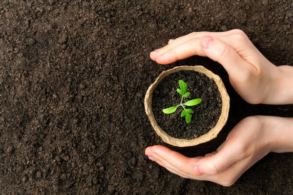 Female hand with growing seedling. Eco concept.