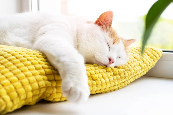 Sevimli beyaz ve kızıl kedi pencere kenarındaki sarı yastıkta uyuyor ve yeşil yapraklı ev bitkisi.