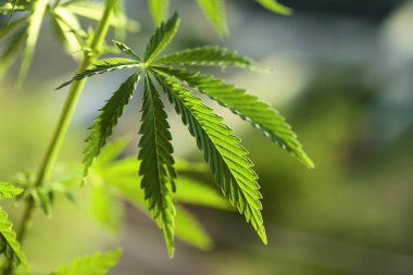 Kenevir yüksek kaliteli kadar yakın. Esrar. Kenevir. 