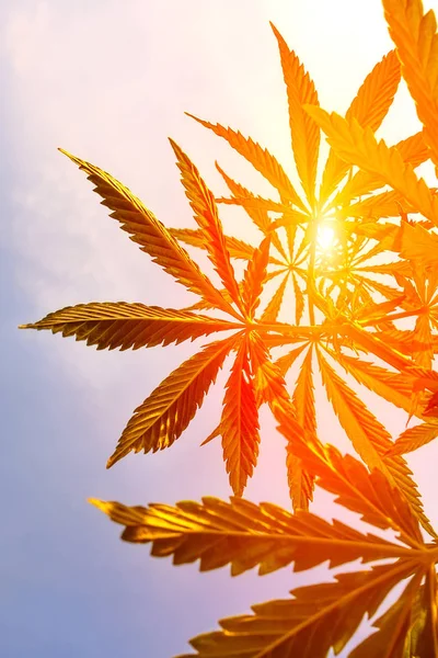 Cannabis alla luce del sole, come un buon background. Marijuana. Canapa. C — Foto Stock