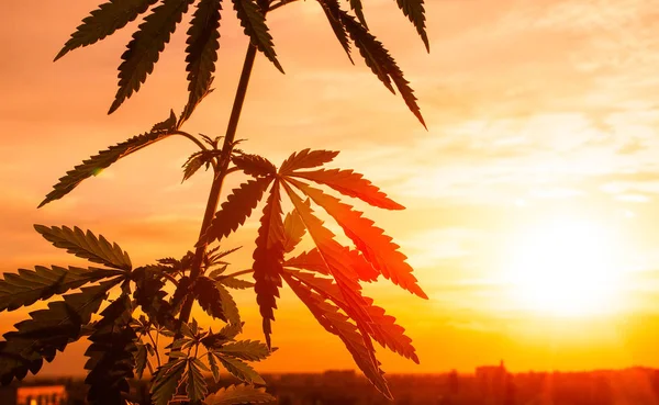 Gün ışığına esrar Asya'dan. Tıbbi esrar silüeti