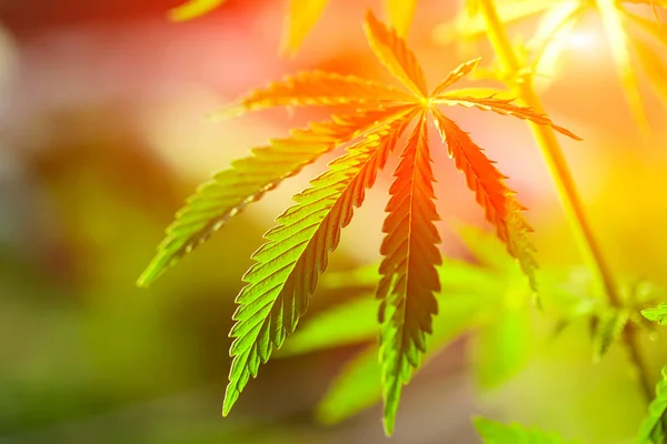 Hochwertiges Cannabis im Sonnenuntergang mit verschwommenem Hintergrund — Stockfoto