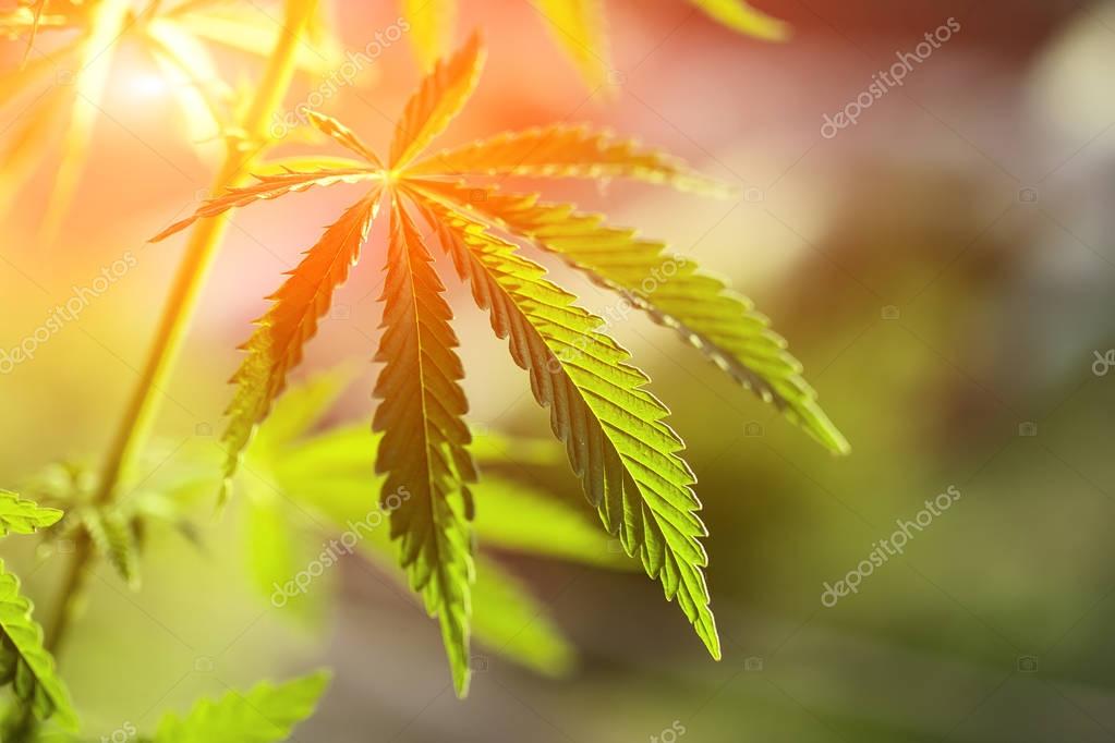 High quality cannabis in sunset sunlight with a blurred background. Cannabis Close Up High Quality. Marijuana. Hemp