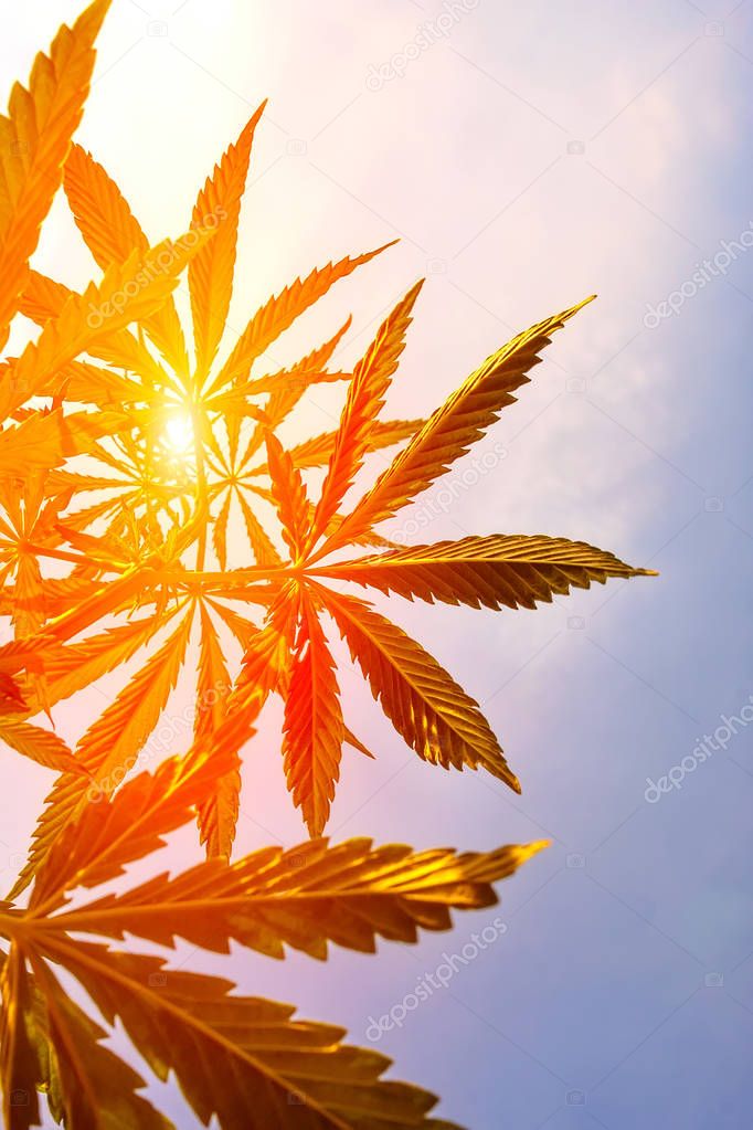 Cannabis in sunlight, like a good background. Marijuana. Hemp. C