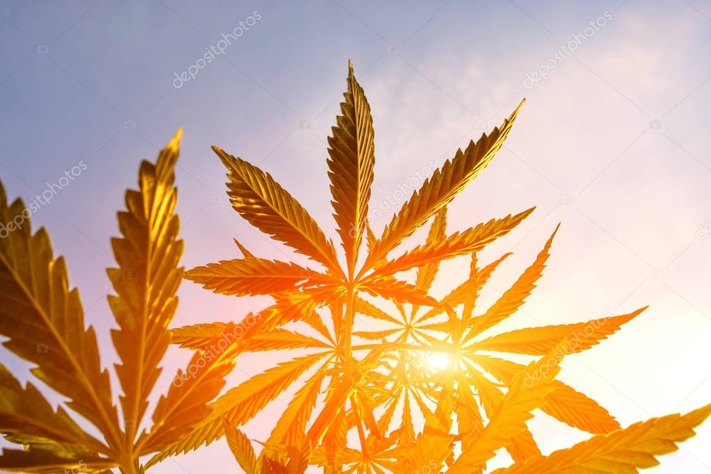 Cannabis in sunlight, like a good background. Marijuana. Hemp. Cannabis leaf on a blurred background. Cannabis High Quality 