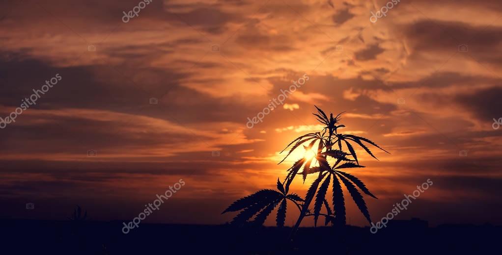 Silhouette of cannabis on a blurred background in sunset bright light. Marijuana. Hemp. Cannabis in sunlight, like a good background. A cannabis leaf on a blurred background. High quality cannabis