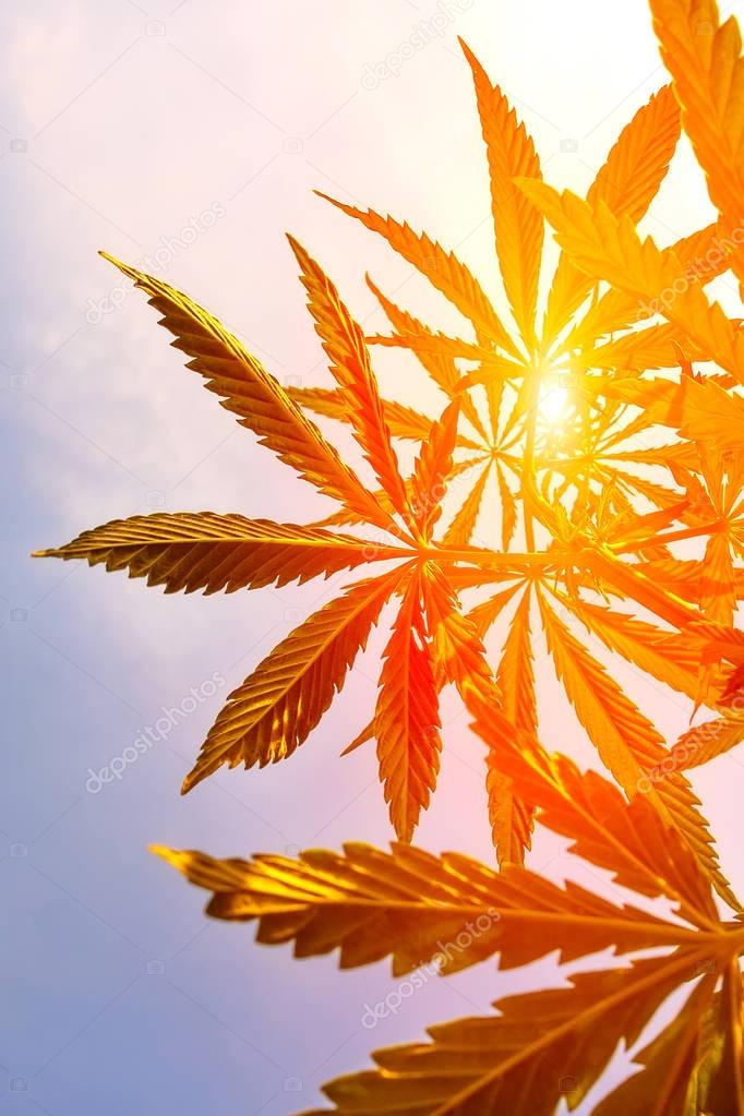 Cannabis in sunlight, like a good background. Marijuana. Hemp. Cannabis leaf on a blurred background. Cannabis High Quality