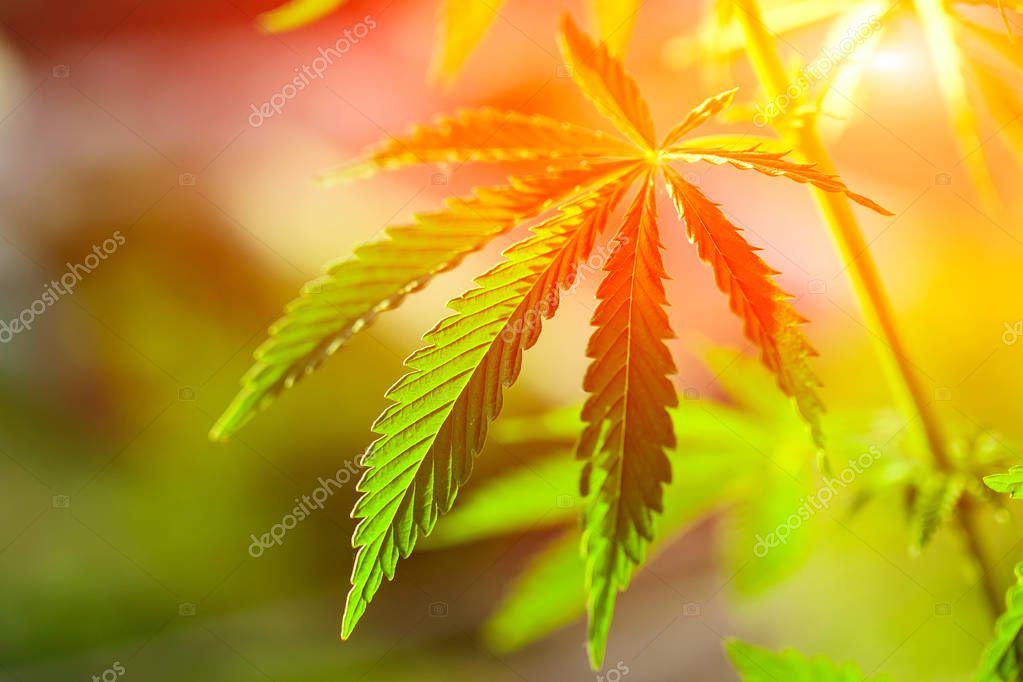 High quality cannabis in sunset sunlight with a blurred background. Cannabis Close Up High Quality. Marijuana. Hemp