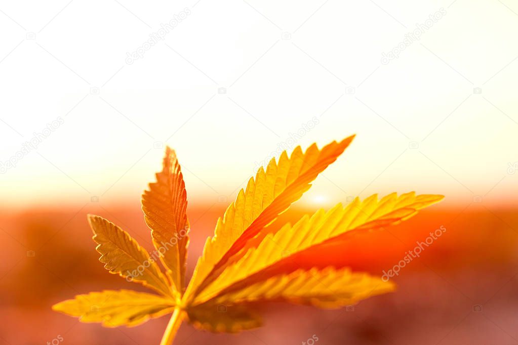 Leaf of marijuana close-up against a bright sun. Legal medical cannabis bud