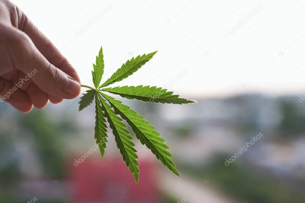 Green leaf of marijuana in the hand in the setting sun on a blurred background. Hand with cannabis leaves