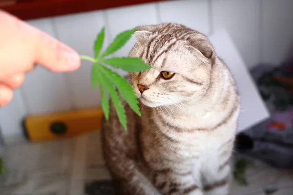 Кіт нюхає аркуш марихуани, canapis, гашишу, хеш, наркотики, бур'янів. Сіамські кішки складеному марихуани — стокове фото