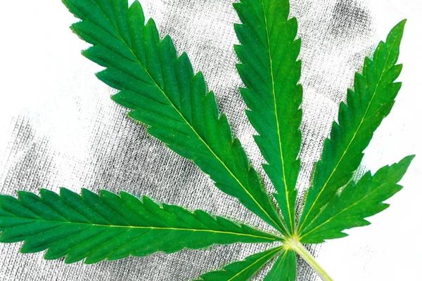 Grönt Blad Marijuana Cannabis Närbild Silvrig Bakgrund — Stockfoto