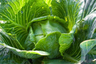 Köyde lahana yetişiyor. Garddan organik sebzeler.