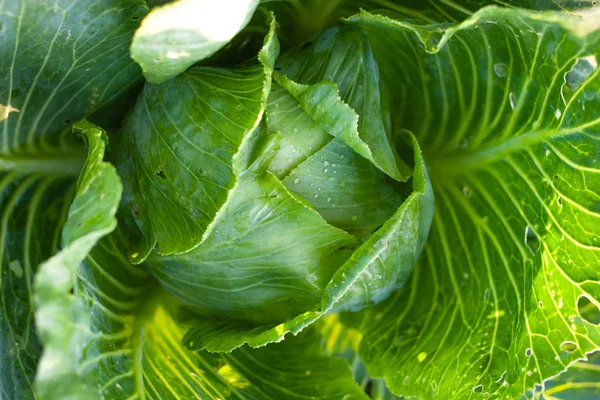 Cabbages grown in the village. Organic vegetables from the garde — Stock Photo, Image