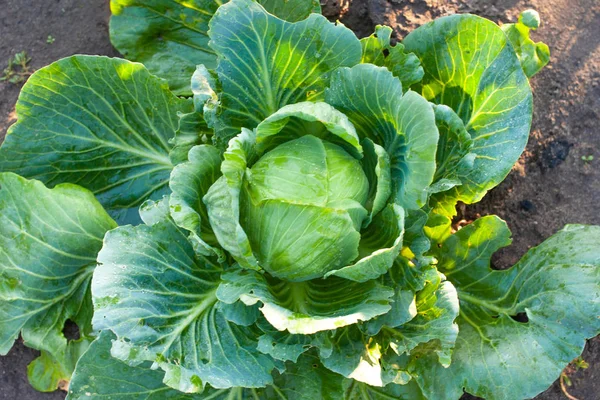 Choux cultivés dans le village. Légumes bio de la garde — Photo