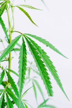 Marihuana yaprakları, beyaz arka planda esrar, güzel sırt.