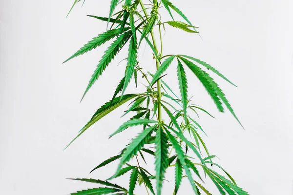 Листья марихуаны, конопля на белом фоне, красивая спина — стоковое фото