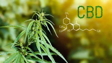 Marihuana bitkisi açık hava güneşinde gelişiyor. Cbd - Esrar 