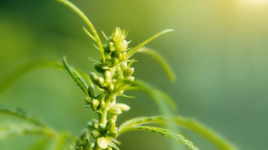 Esrar, esrar, yasallaştırma, bitkisel al kavramı yetiştiriciliği