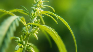 Esrar, esrar, yasallaştırma, bitkisel al kavramı yetiştiriciliği