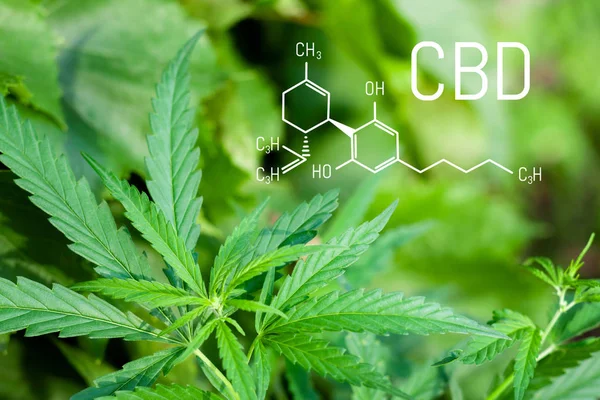 Marijuana plant flourishing in outdoor sunshine. CBD - Cannabis — Stock Photo, Image