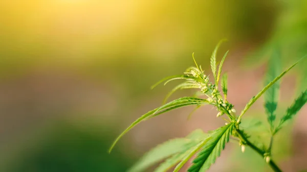 Concept breeding of marijuana, cannabis, legalização, herbal al — Fotografia de Stock