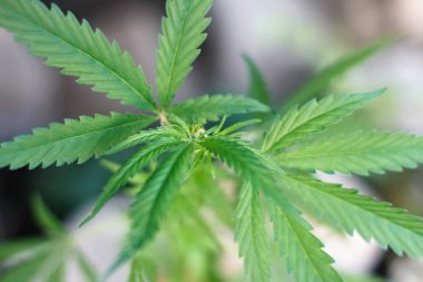 Marihuana bitkisinin üzerinde esrar Yaprakları, marihuananın üretimi kavramı