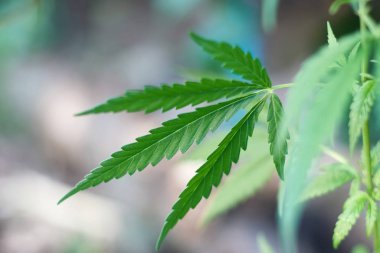 Marihuana bitkisinin üzerinde esrar Yaprakları, marihuananın üretimi kavramı