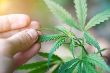 Marihuana bitkisinin üzerinde esrar Yaprakları, marihuananın üretimi kavramı