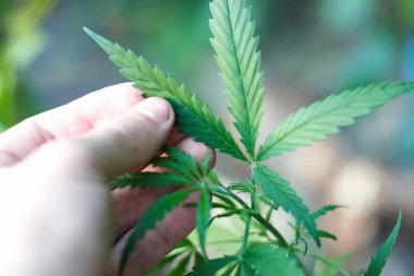 Marihuana bitkisinin üzerinde esrar Yaprakları, marihuananın üretimi kavramı
