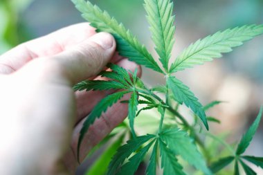 Marihuana bitkisinin üzerinde esrar Yaprakları, marihuananın üretimi kavramı