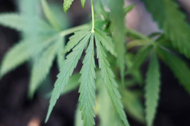 Marihuana bitkisinin üzerinde esrar Yaprakları, marihuananın üretimi kavramı