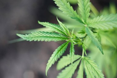 Marihuana bitkisinin üzerinde esrar Yaprakları, marihuananın üretimi kavramı