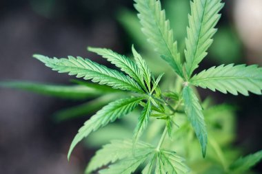 Marihuana bitkisinin üzerinde esrar Yaprakları, marihuananın üretimi kavramı