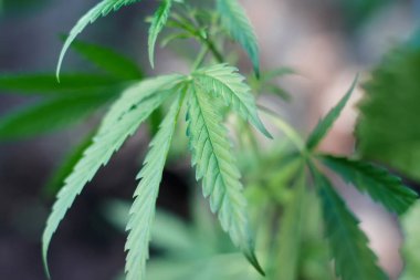 Marihuana bitkisinin üzerinde esrar Yaprakları, marihuananın üretimi kavramı