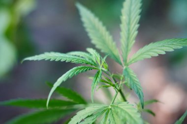 Marihuana bitkisinin üzerinde esrar Yaprakları, marihuananın üretimi kavramı