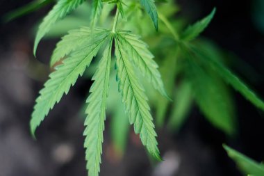 Marihuana bitkisinin üzerinde esrar Yaprakları, marihuananın üretimi kavramı