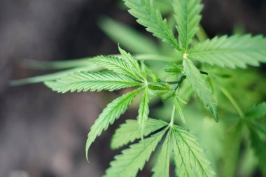 Marihuana bitkisinin üzerinde esrar Yaprakları, marihuananın üretimi kavramı