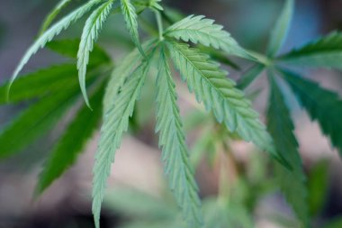 Marihuana bitkisinin üzerinde esrar Yaprakları, marihuananın üretimi kavramı