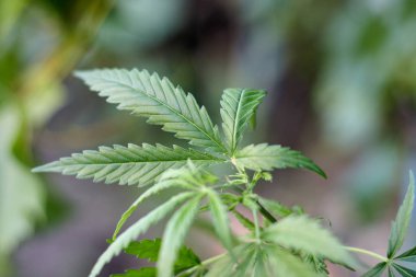 Marihuana bitkisinin üzerinde esrar Yaprakları, marihuananın üretimi kavramı