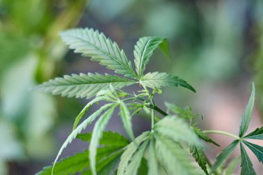 Marihuana bitkisinin üzerinde esrar Yaprakları, marihuananın üretimi kavramı