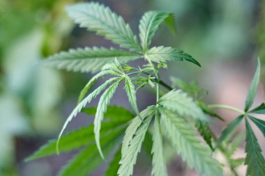 Marihuana bitkisinin üzerinde esrar Yaprakları, marihuananın üretimi kavramı