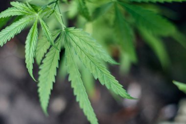 Marihuana bitkisinin üzerinde esrar Yaprakları, marihuananın üretimi kavramı