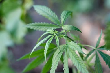 Marihuana bitkisinin üzerinde esrar Yaprakları, marihuananın üretimi kavramı