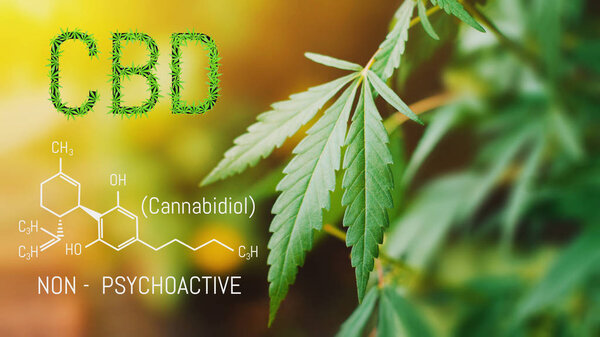 CBD Cannabidiol Chemical formula, Beautiful background of green 